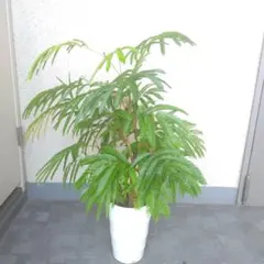 現品】大型 観葉植物 クッカバラ 8号 M8番 - メルカリ