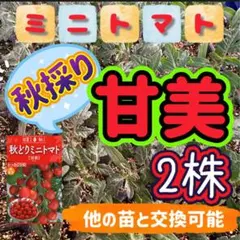 2025年最新】苗の人気アイテム - メルカリ
