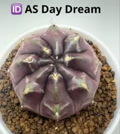ASギムノカリキウム ミハノビッチID：AS Dream サボテン - メルカリ
