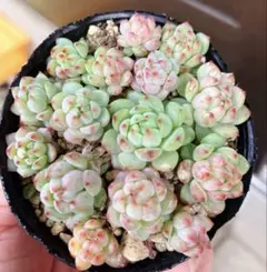 みほぷ様 リクエスト 4点 まとめ商品