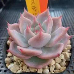 1.ブルーベリームーン 抜き苗 ミックスベリア おらいさん苗 - メルカリ