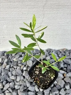 2025年最新】斑入り オリーブの人気アイテム - メルカリ