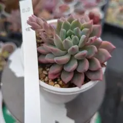 2026年最新】多肉植物 胡蝶の人気アイテム - メルカリ