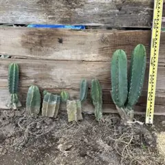 2025年最新】ドライガーデン セットの人気アイテム - メルカリ