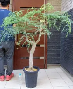 【現品】発根済　モリンガの木　moringa oleifera　10号　P7番 現品】発根済 モリンガの木 moringa oleifera 10号 P7番 - メルカリ