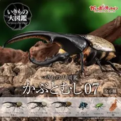 いきもの大図鑑 かぶとむし07 6種