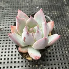 2025年最新】堀川コロラータの人気アイテム - メルカリ