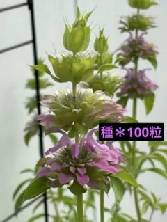 うめさま専用＊レモンベルガモット　種　100粒