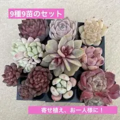 多肉植物　エケベリア　寄せ植え　多肉弁当　 9苗セットD