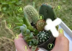 サボテンセットのサムネイル
