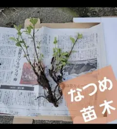なつめ 苗木(ナツメ、棗)　果樹のサムネイル