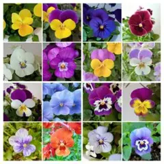 Belle様 リクエスト 2点 まとめ商品