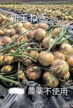 新玉ねぎ　特価　訳あり　10kgのサムネイル