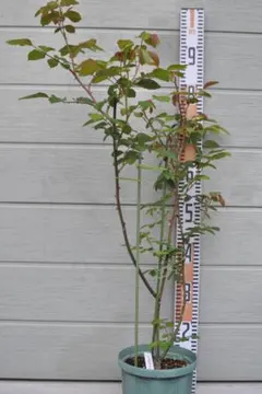 白樺の鉢植え No.44 樹高71cm 送料込 - メルカリ