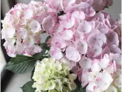 itk.様 リクエスト 2点 まとめ商品