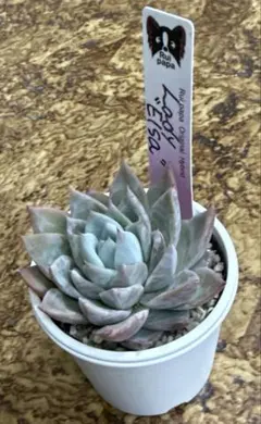 2025年最新】ルイパパさん苗の人気アイテム - メルカリ