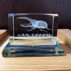昆虫標本】ヘラクレスオオカブト ガラスケース入り - メルカリ