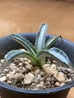 2025年最新】アガベ 華厳の人気アイテム - メルカリ