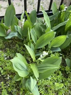 m*u様 スズランの苗 3本セット