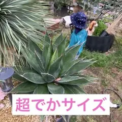 2026年最新】アガベ モンタナの人気アイテム - メルカリ