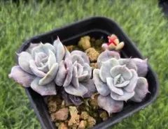 あだ様 リクエスト 2点 まとめ商品