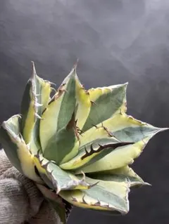 2026年最新】スナグルトゥースの人気アイテム - メルカリ