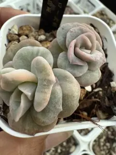 2025年最新】ラブリーローズ 錦の人気アイテム - メルカリ