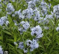 ♥♥50粒✨️糸葉丁字草♪水色の花の種☘️宿根草☘️アメリカ原種☘️山野草☀