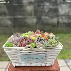 ブタさん多肉のブヒっと寄せ**そのまま飾れる多肉植物の寄せ植え** 6