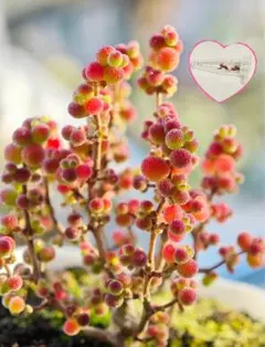 多肉植物 種子 希少❤︎ドロサンセマム6ksw kliprand❤︎10粒＋‪αのサムネイル
