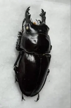 2025年最新】ヤエヤママルバネクワガタ標本の人気アイテム - メルカリ