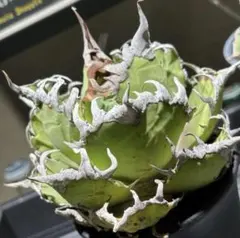 アガベチタノタ処分 白鯨 ボール状 美株 - メルカリ