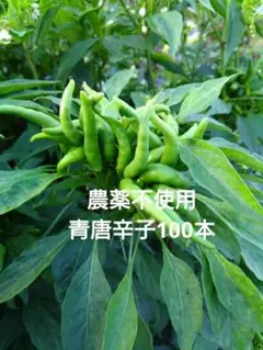 農薬不使用　青唐辛子100本のサムネイル