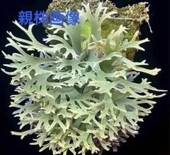 板付け！Yellow moon dwarf ’totoro’ spore517 yellow moon dwarf totoro 胞子培養 4 ビカクシダ - メルカリ
