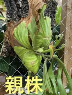 2026年最新】Kitshakoodの人気アイテム - メルカリ