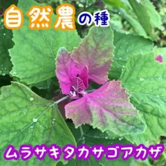 アカザ (ムラサキタカサゴアカザ) 種 15ml 自然農 固定種 自家採種のサムネイル