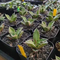 アガベ 実生 斑入り 選抜株 特選株 （検索用 シーザー 鬼爪 アガベ 実生 斑入り 選抜株 特選株 （検索用 シーザー 鬼爪