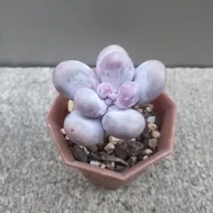 さくら様 リクエスト 3点 まとめ商品