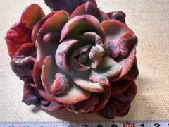 ミ*マ様 F1448新入荷　レインドロップス錦　エケベリア　多肉植物　撮影2月2