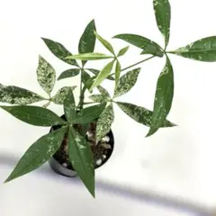 斑入りパキラ ミルキーウェイ 5号鉢 観葉植物 インテリアグリーン