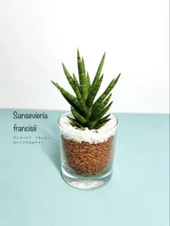 超希少 マンジャ ハイブリッド 斑入り サンスベリア ロリダ 多肉植物