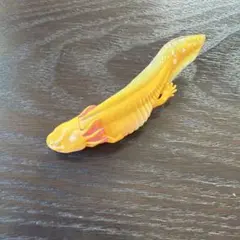 ウーパールーパー黄色　カプセルトイ