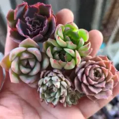 もも様 リクエスト 3点 まとめ商品