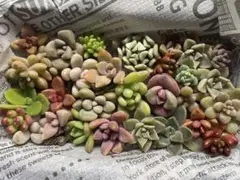 多肉植物 カット苗 寄せ植えセット