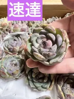 速達　ゆぅ(⁠^⁠^⁠)様 リクエスト 3点 まとめ商品