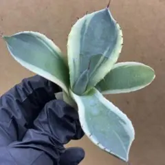 美株！アガベ オリザバ　本物　送料込み！ アガべ パリー オリザバ 子株 発根済み | アガベ専門店 Heart plants.