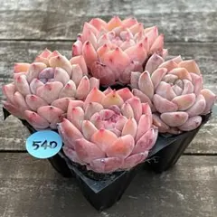 Lear^_−☆リア様 リクエスト 3点 まとめ商品