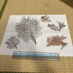 深海植物ウミウチワまとめ売り4-12