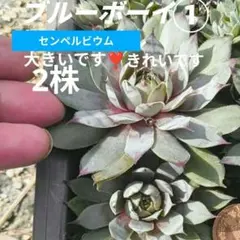 多肉植物(センペル)・ブルーボーイ①　白枠内2株のサムネイル