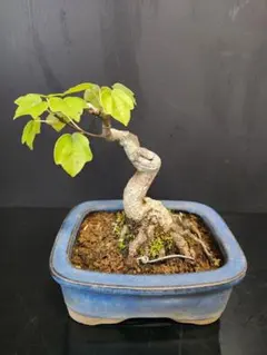 宮様楓盆栽‼️値下げ❗️根上がり‼️紅葉盆栽 楓盆栽！貴重品‼️ 宮様楓盆栽‼️根上がり‼️紅葉盆栽 楓盆栽！貴重品‼️